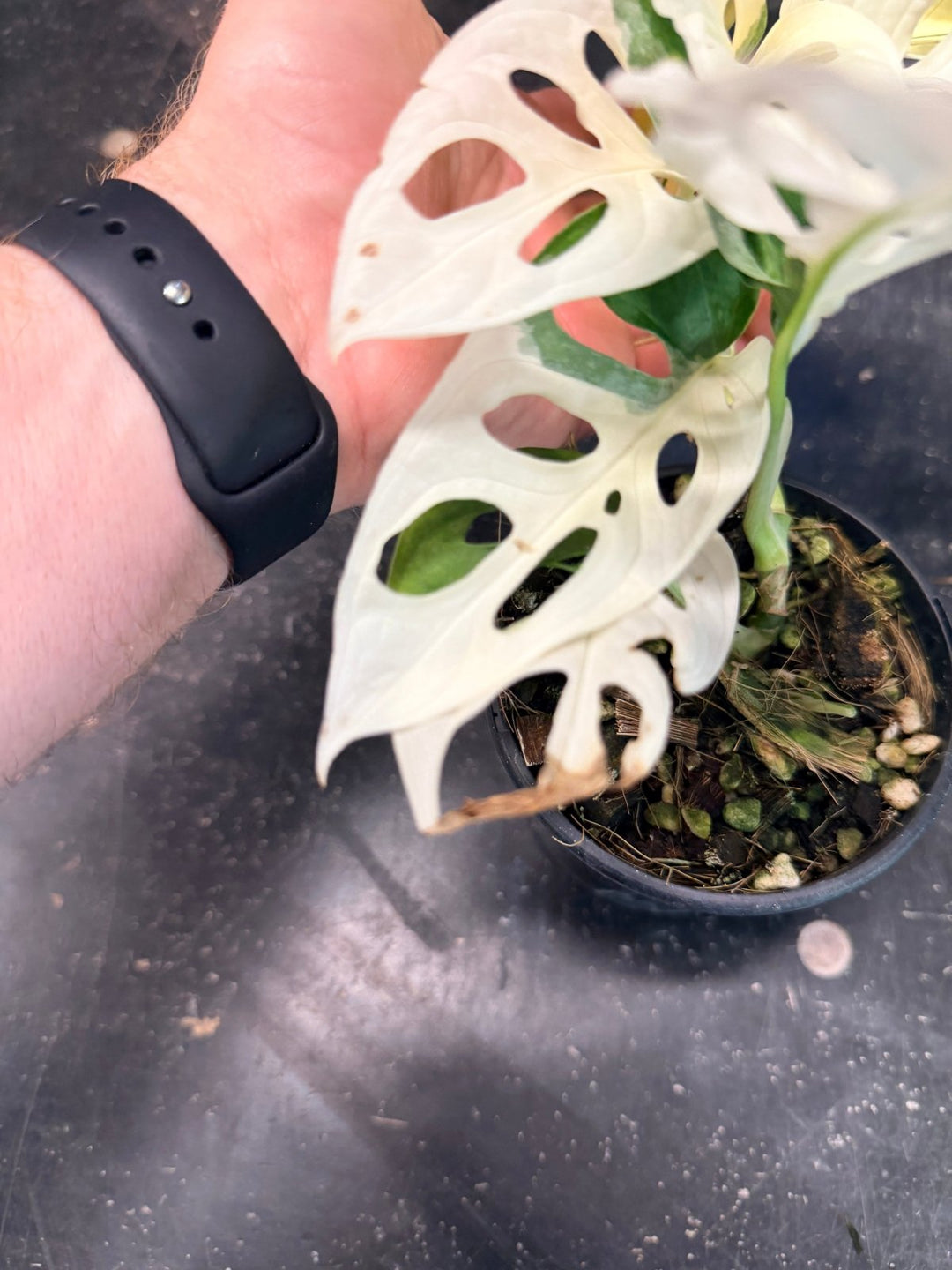 Handpicked 193 - Monstera Adansonii - Monkey Mask - Variegated Albo | Uprooted