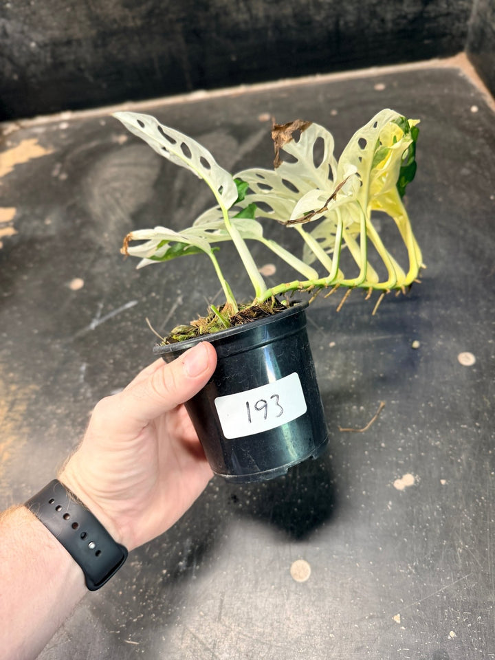 Handpicked 193 - Monstera Adansonii - Monkey Mask - Variegated Albo | Uprooted