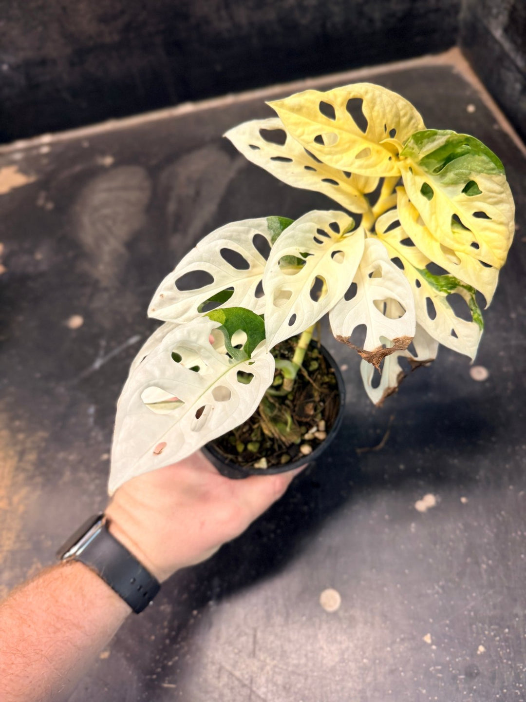 Handpicked 193 - Monstera Adansonii - Monkey Mask - Variegated Albo | Uprooted