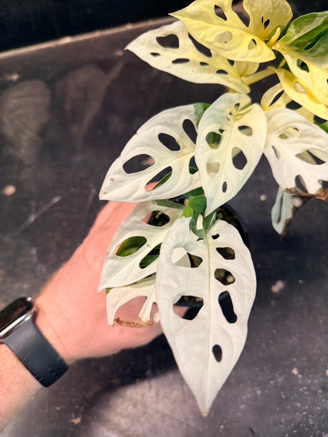 Handpicked 193 - Monstera Adansonii - Monkey Mask - Variegated Albo | Uprooted