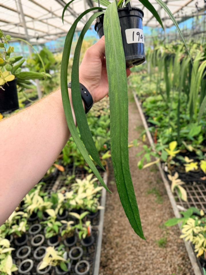 Handpicked 194 - Anthurium Vittariifolium Variegata | Uprooted