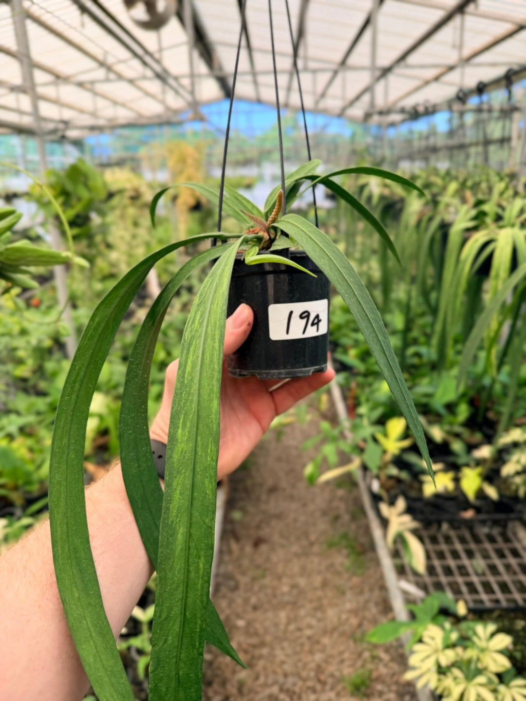 Handpicked 194 - Anthurium Vittariifolium Variegata | Uprooted