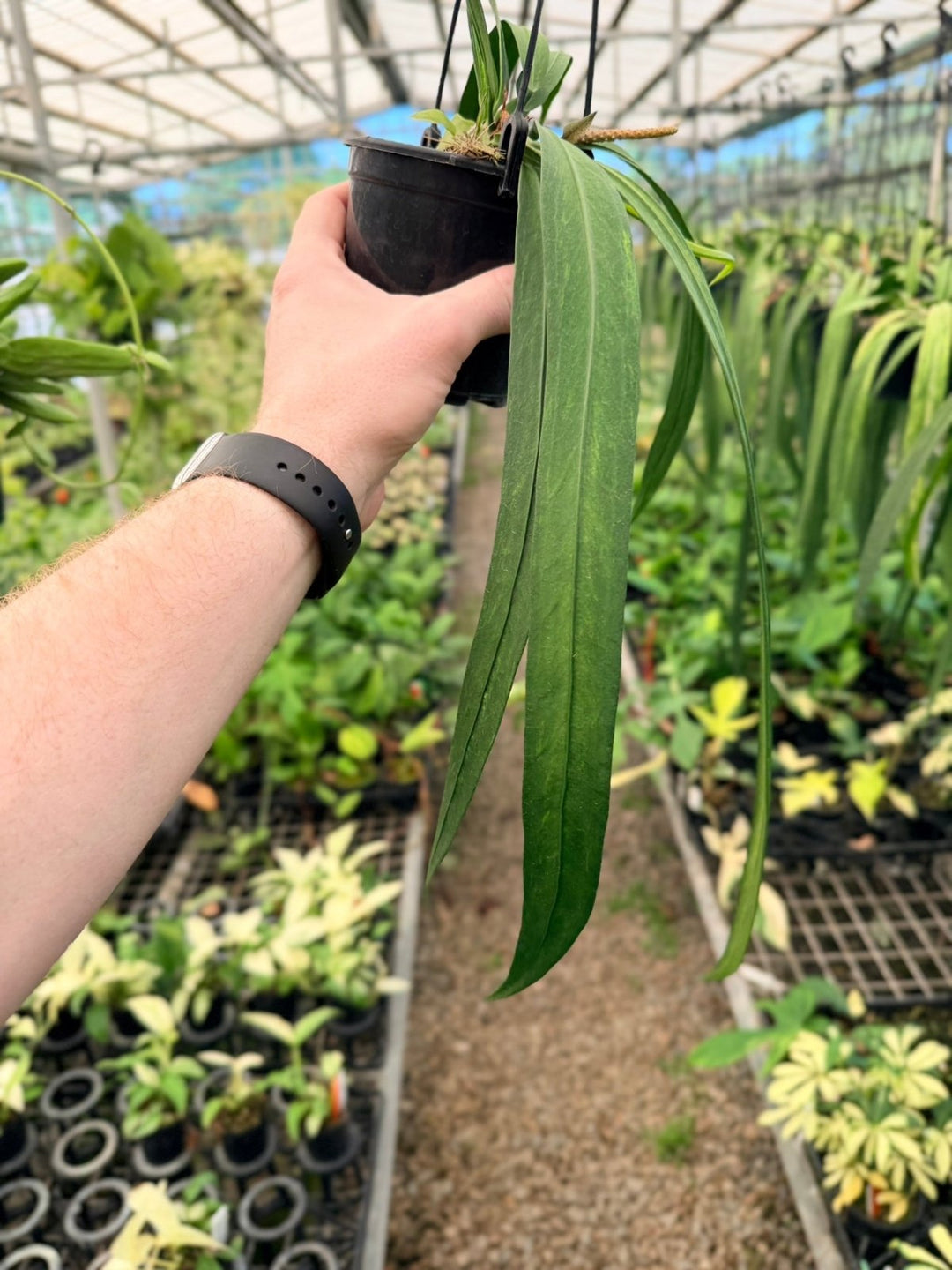 Handpicked 194 - Anthurium Vittariifolium Variegata | Uprooted