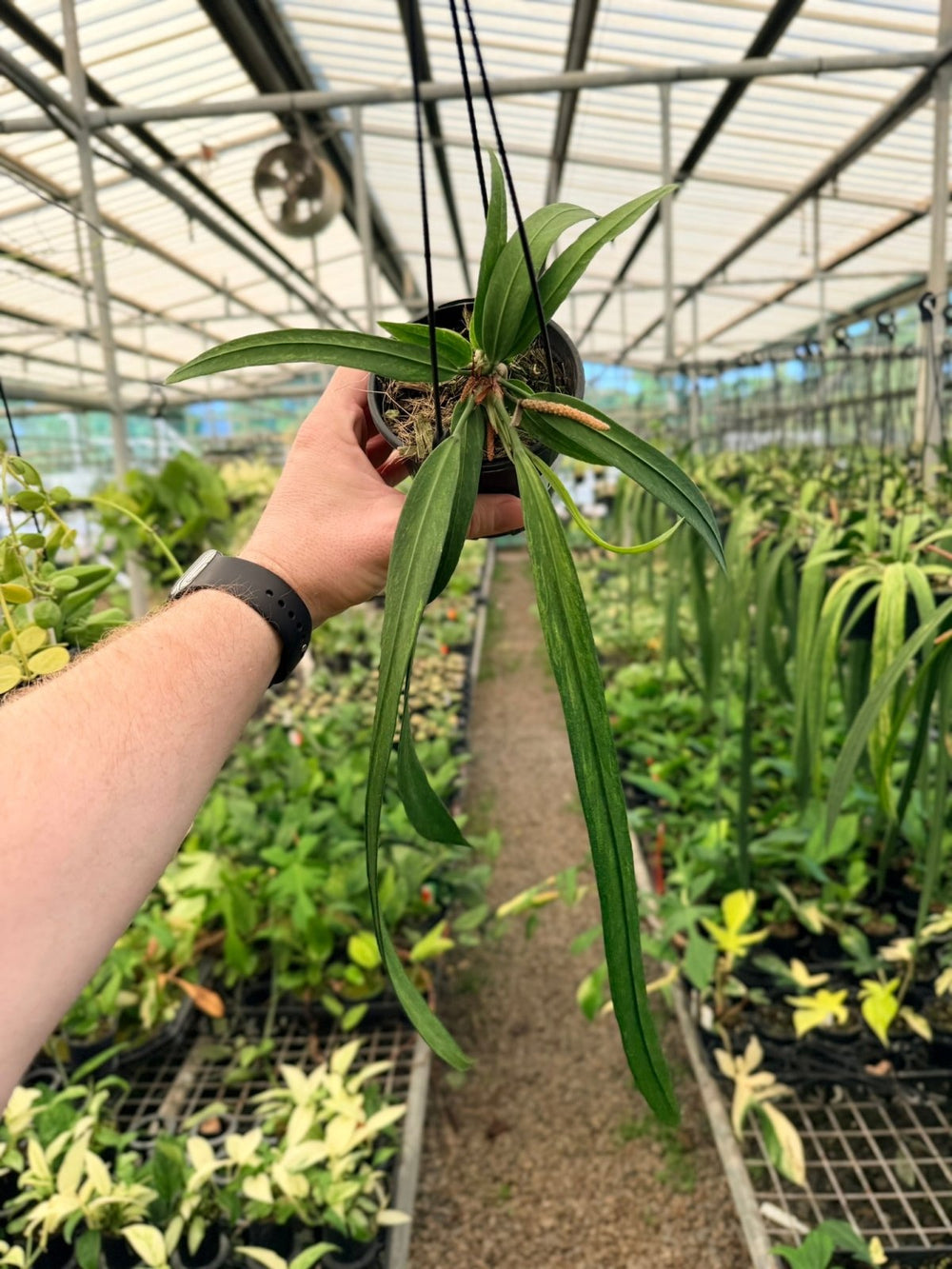 Handpicked 194 - Anthurium Vittariifolium Variegata | Uprooted