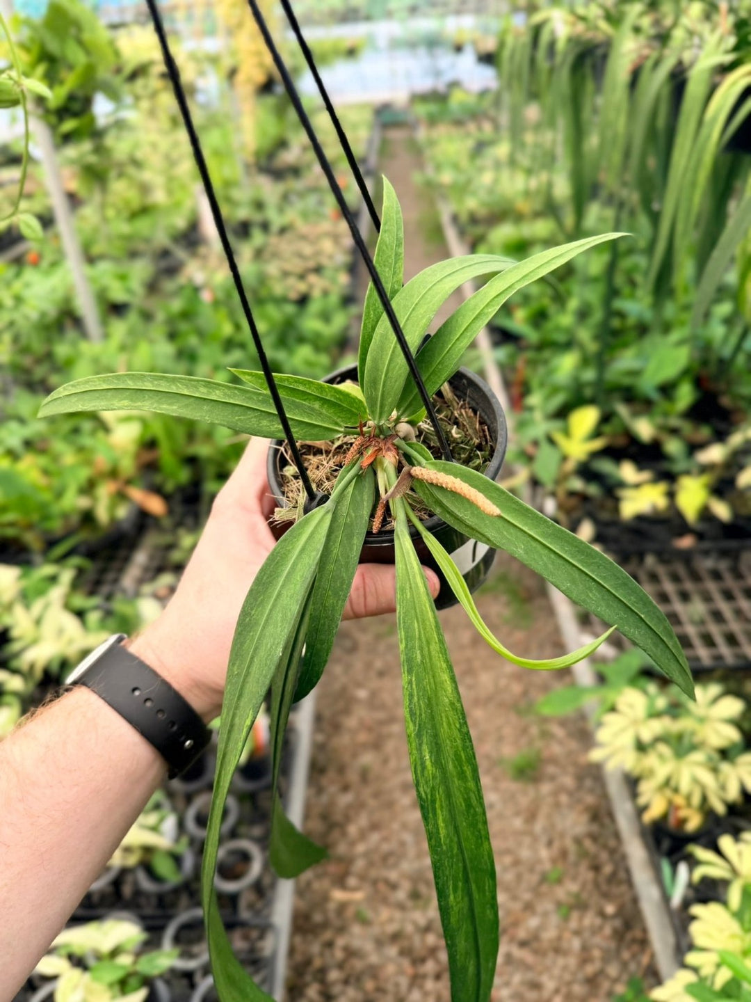 Handpicked 194 - Anthurium Vittariifolium Variegata | Uprooted