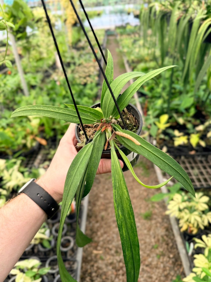 Handpicked 194 - Anthurium Vittariifolium Variegata | Uprooted