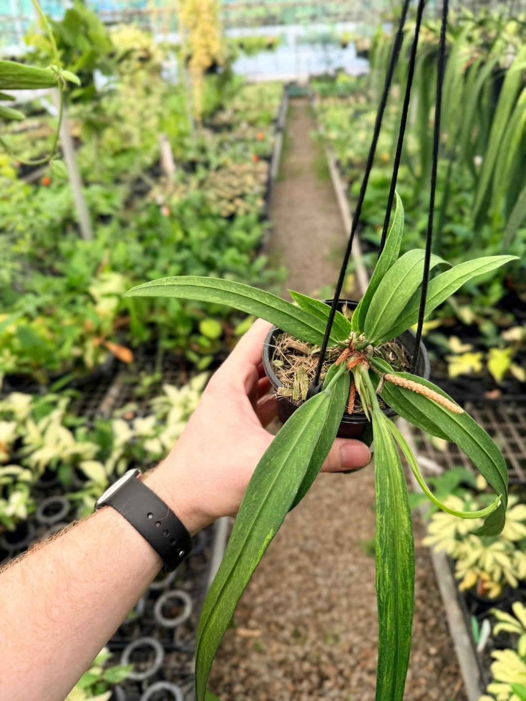 Handpicked 194 - Anthurium Vittariifolium Variegata | Uprooted