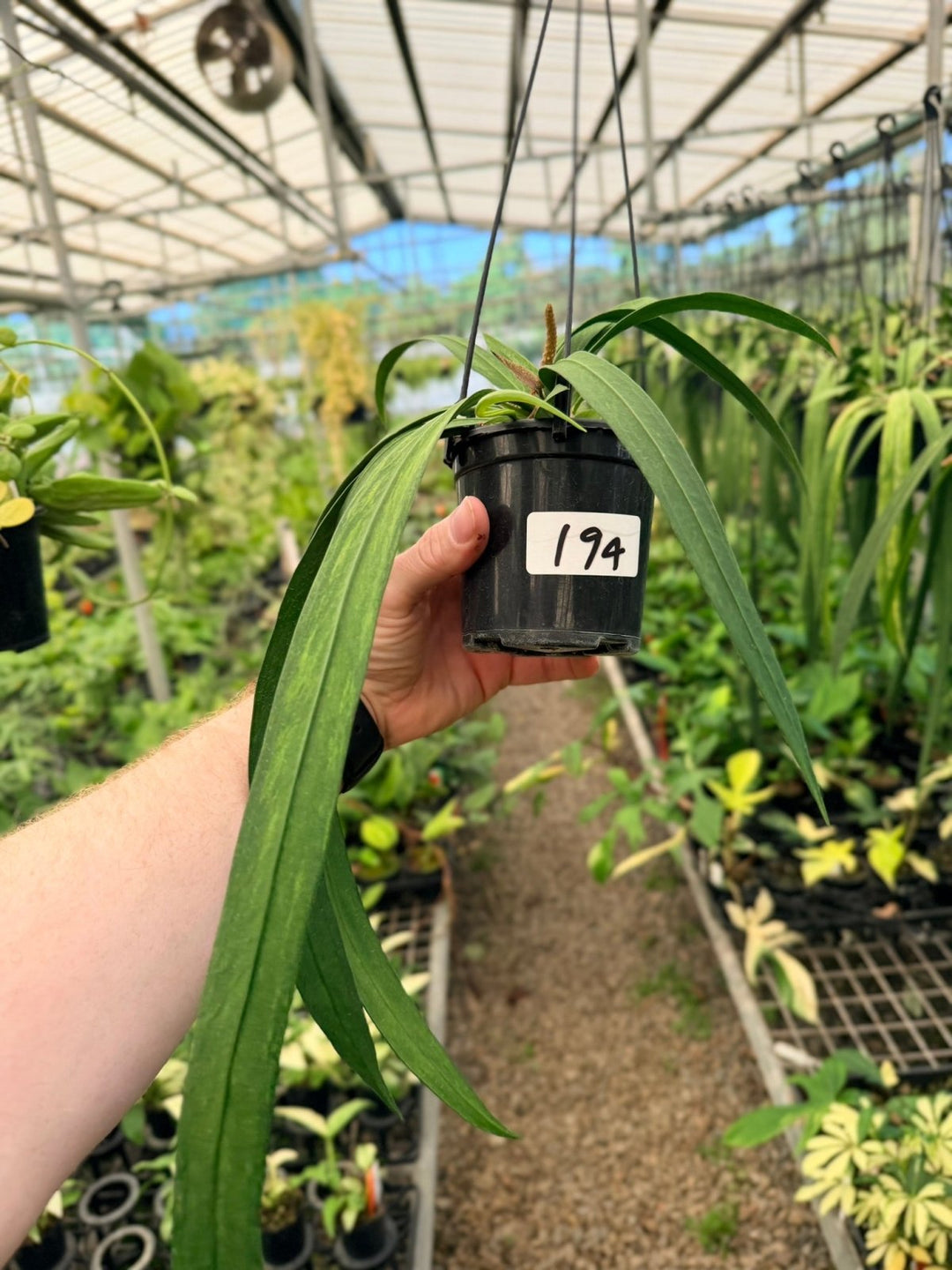 Handpicked 194 - Anthurium Vittariifolium Variegata | Uprooted