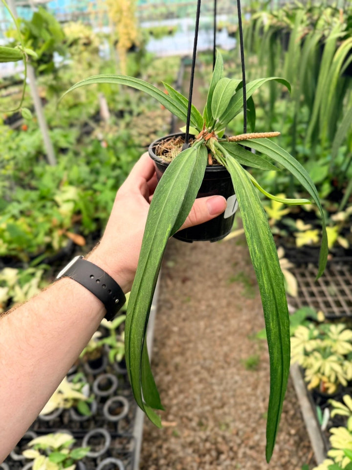 Handpicked 194 - Anthurium Vittariifolium Variegata | Uprooted
