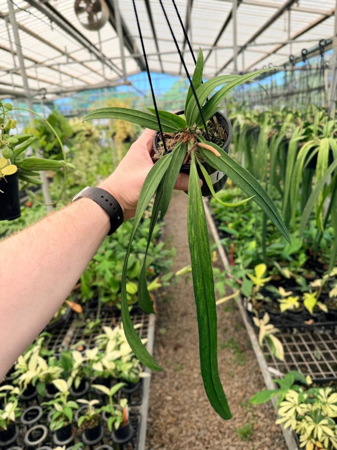 Handpicked 194 - Anthurium Vittariifolium Variegata | Uprooted