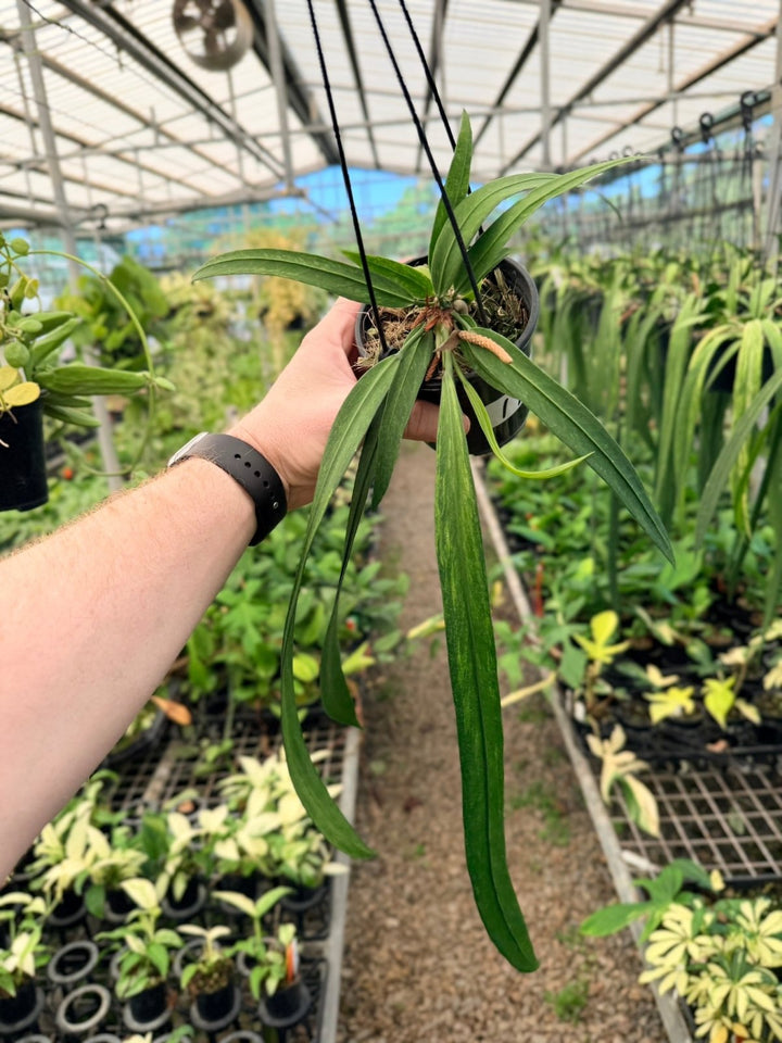 Handpicked 194 - Anthurium Vittariifolium Variegata | Uprooted