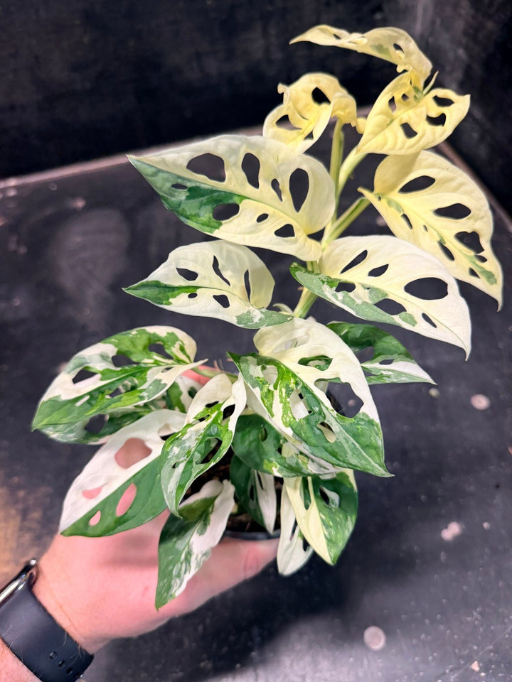 Handpicked 194 - Monstera Adansonii - Monkey Mask - Variegated Albo | Uprooted