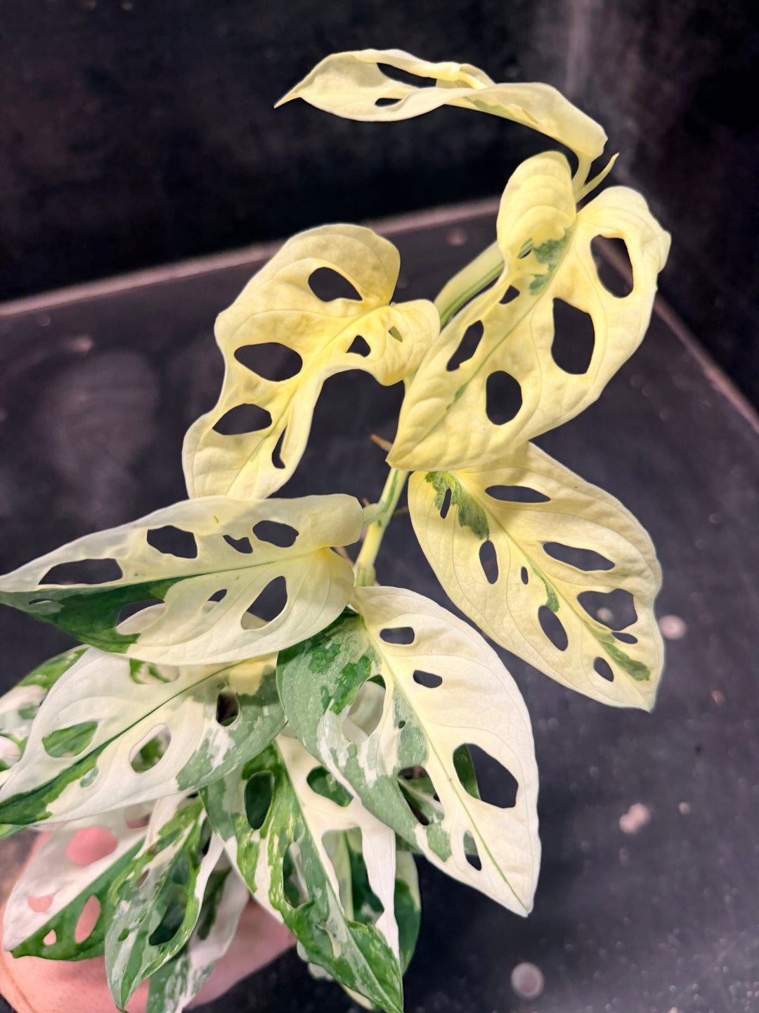 Handpicked 194 - Monstera Adansonii - Monkey Mask - Variegated Albo | Uprooted