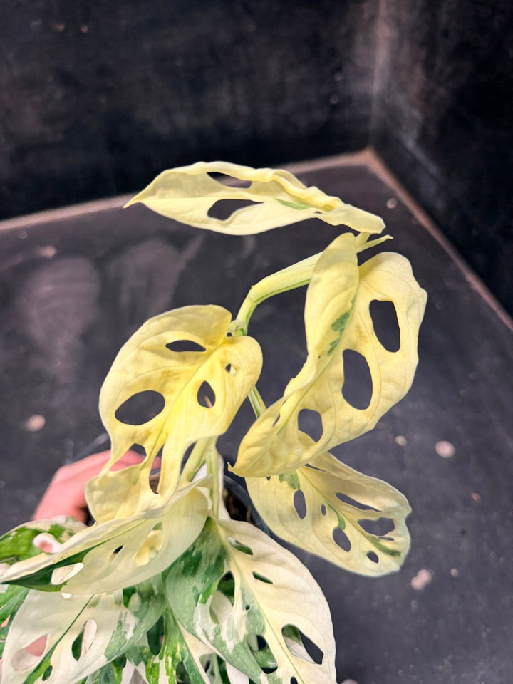 Handpicked 194 - Monstera Adansonii - Monkey Mask - Variegated Albo | Uprooted