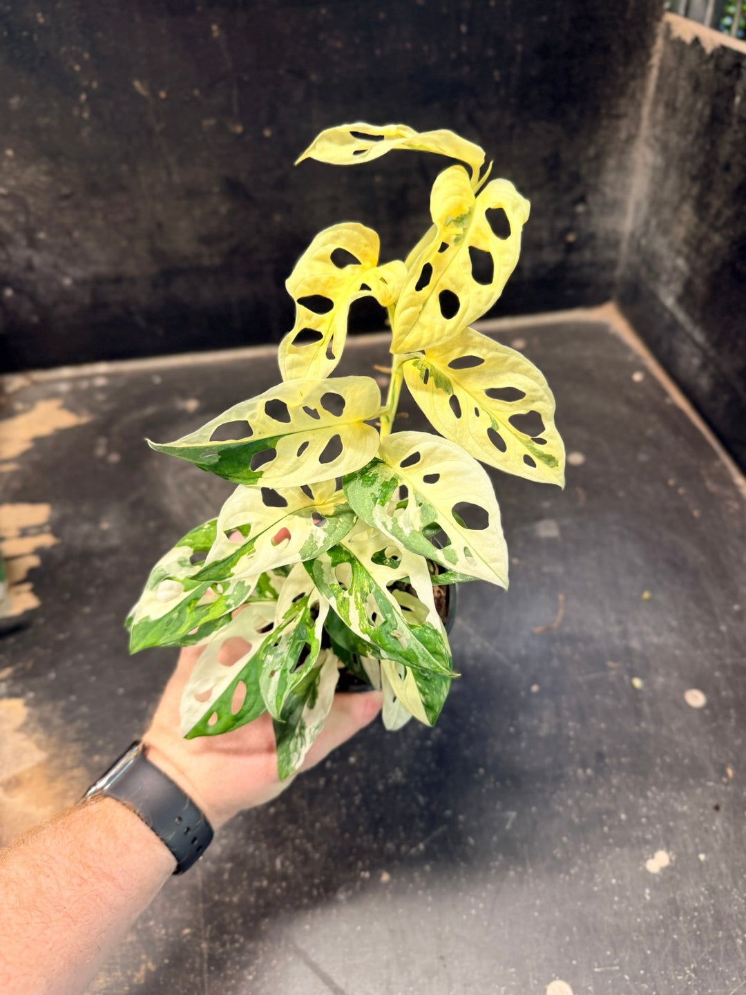 Handpicked 194 - Monstera Adansonii - Monkey Mask - Variegated Albo | Uprooted