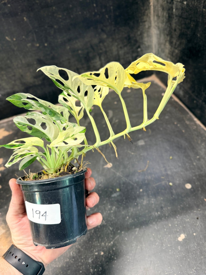 Handpicked 194 - Monstera Adansonii - Monkey Mask - Variegated Albo | Uprooted