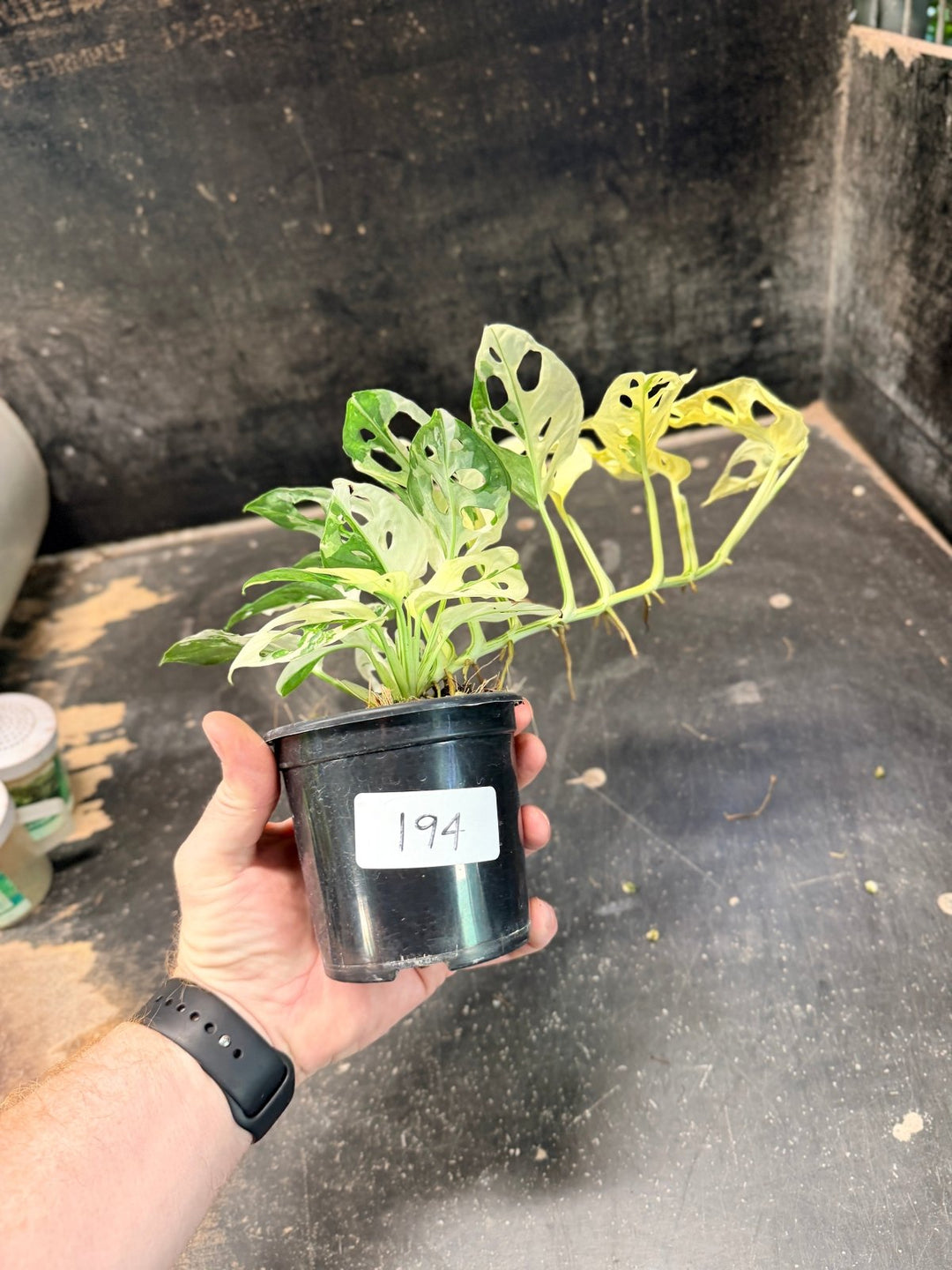 Handpicked 194 - Monstera Adansonii - Monkey Mask - Variegated Albo | Uprooted