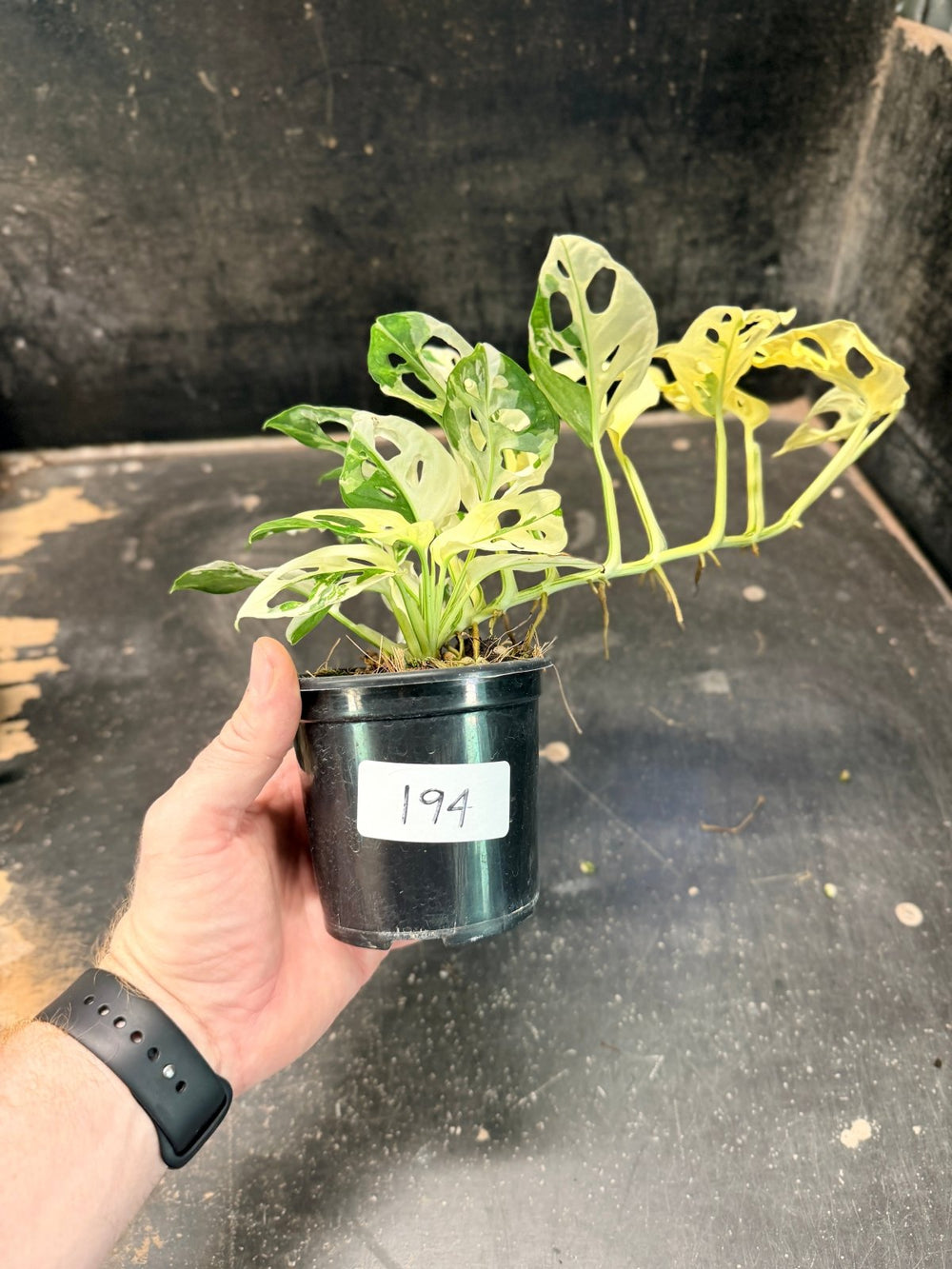 Handpicked 194 - Monstera Adansonii - Monkey Mask - Variegated Albo | Uprooted