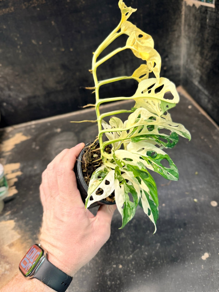Handpicked 194 - Monstera Adansonii - Monkey Mask - Variegated Albo | Uprooted