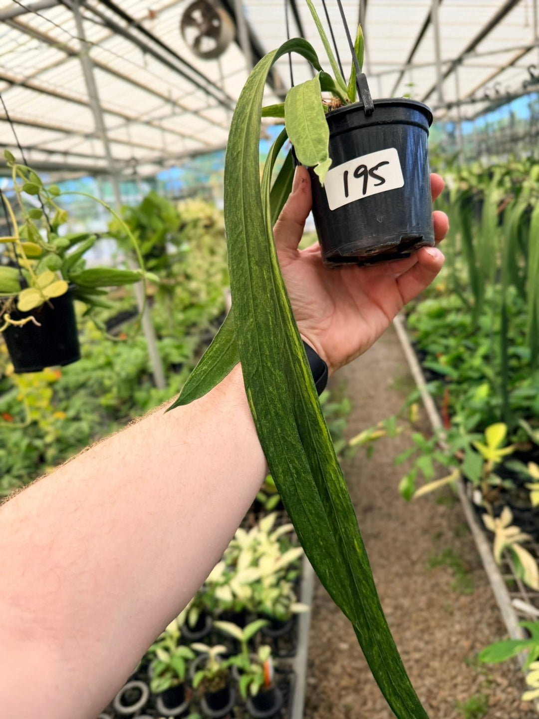 Handpicked 195 - Anthurium Vittariifolium Variegata | Uprooted
