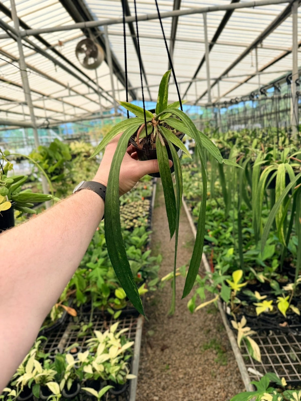 Handpicked 195 - Anthurium Vittariifolium Variegata | Uprooted