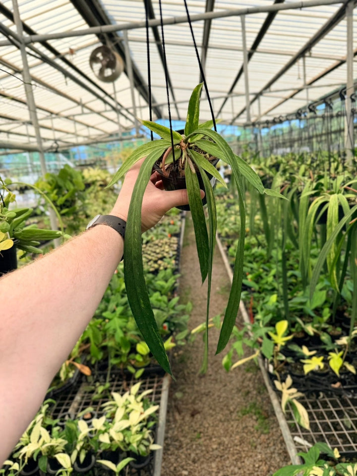 Handpicked 195 - Anthurium Vittariifolium Variegata | Uprooted