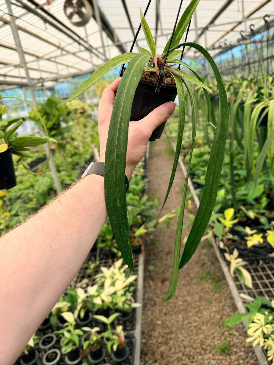 Handpicked 195 - Anthurium Vittariifolium Variegata | Uprooted