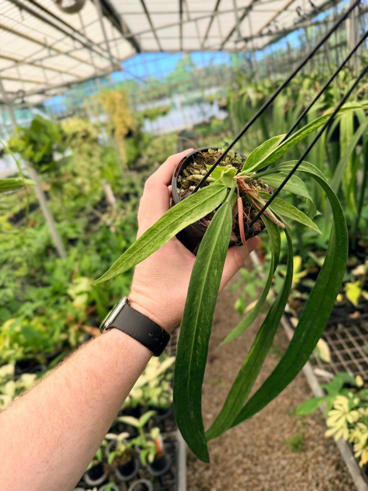 Handpicked 195 - Anthurium Vittariifolium Variegata | Uprooted