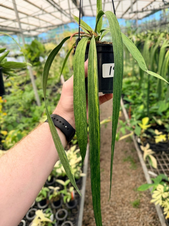 Handpicked 195 - Anthurium Vittariifolium Variegata | Uprooted