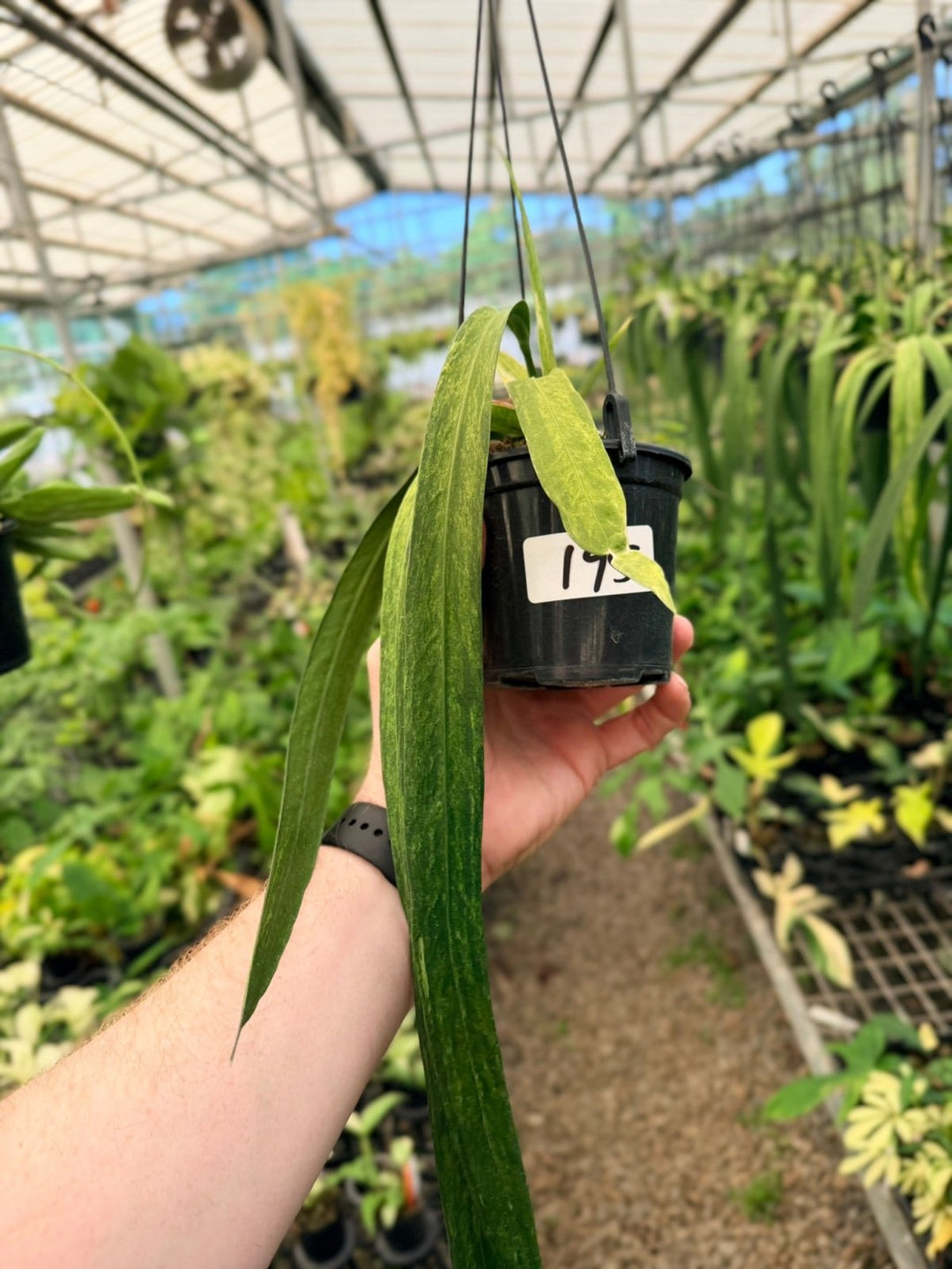 Handpicked 195 - Anthurium Vittariifolium Variegata | Uprooted