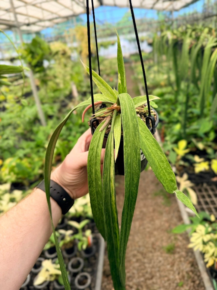 Handpicked 195 - Anthurium Vittariifolium Variegata | Uprooted