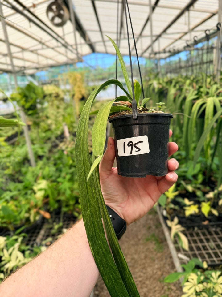 Handpicked 195 - Anthurium Vittariifolium Variegata | Uprooted