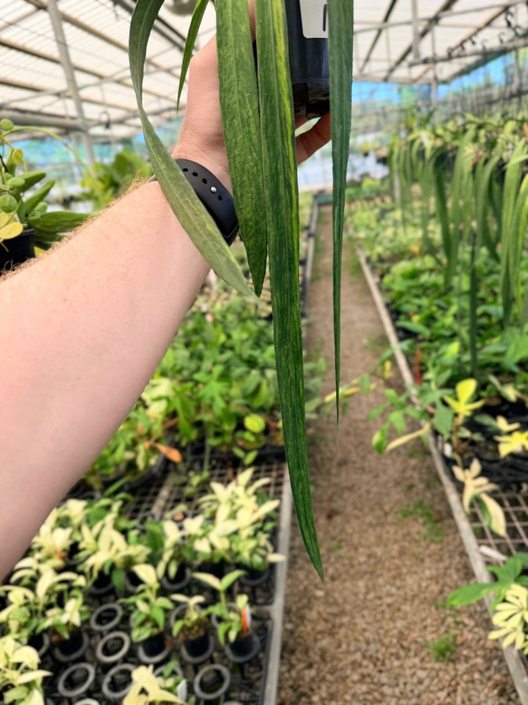 Handpicked 195 - Anthurium Vittariifolium Variegata | Uprooted