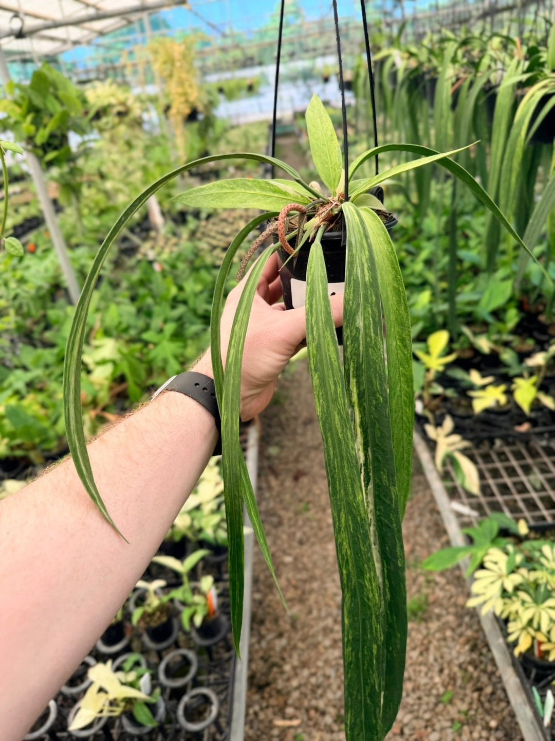 Handpicked 196 - Anthurium Vittariifolium Variegata | Uprooted