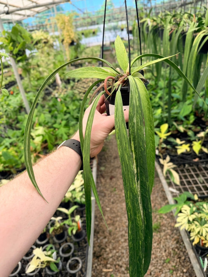 Handpicked 196 - Anthurium Vittariifolium Variegata | Uprooted