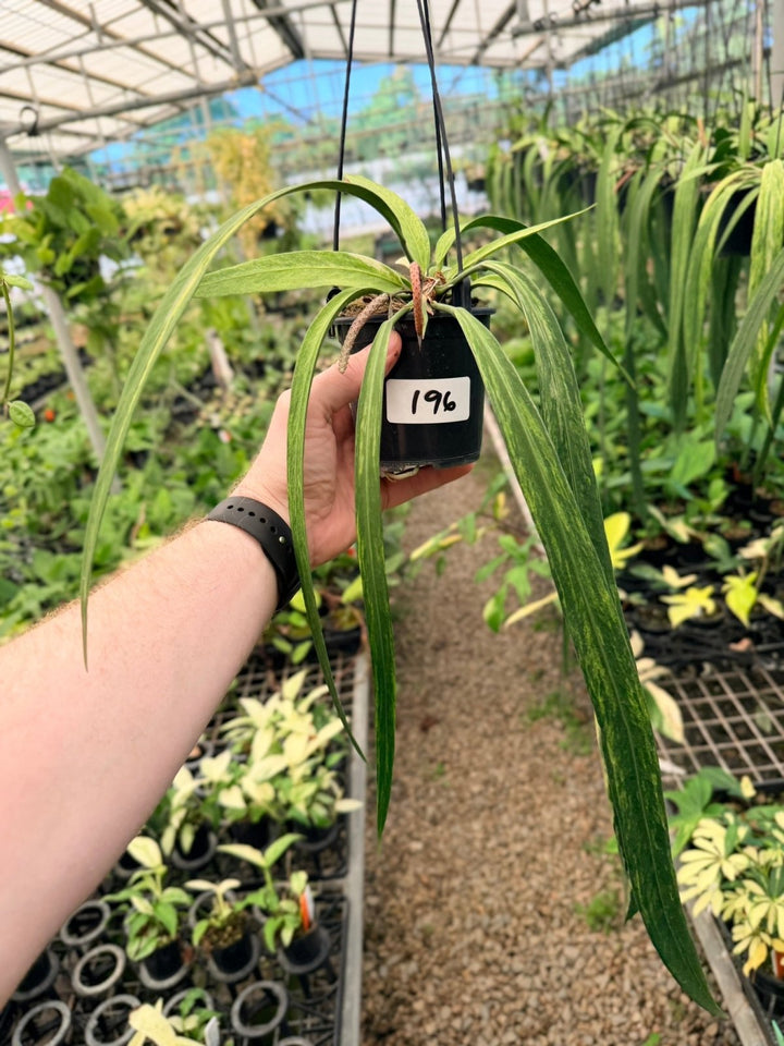 Handpicked 196 - Anthurium Vittariifolium Variegata | Uprooted
