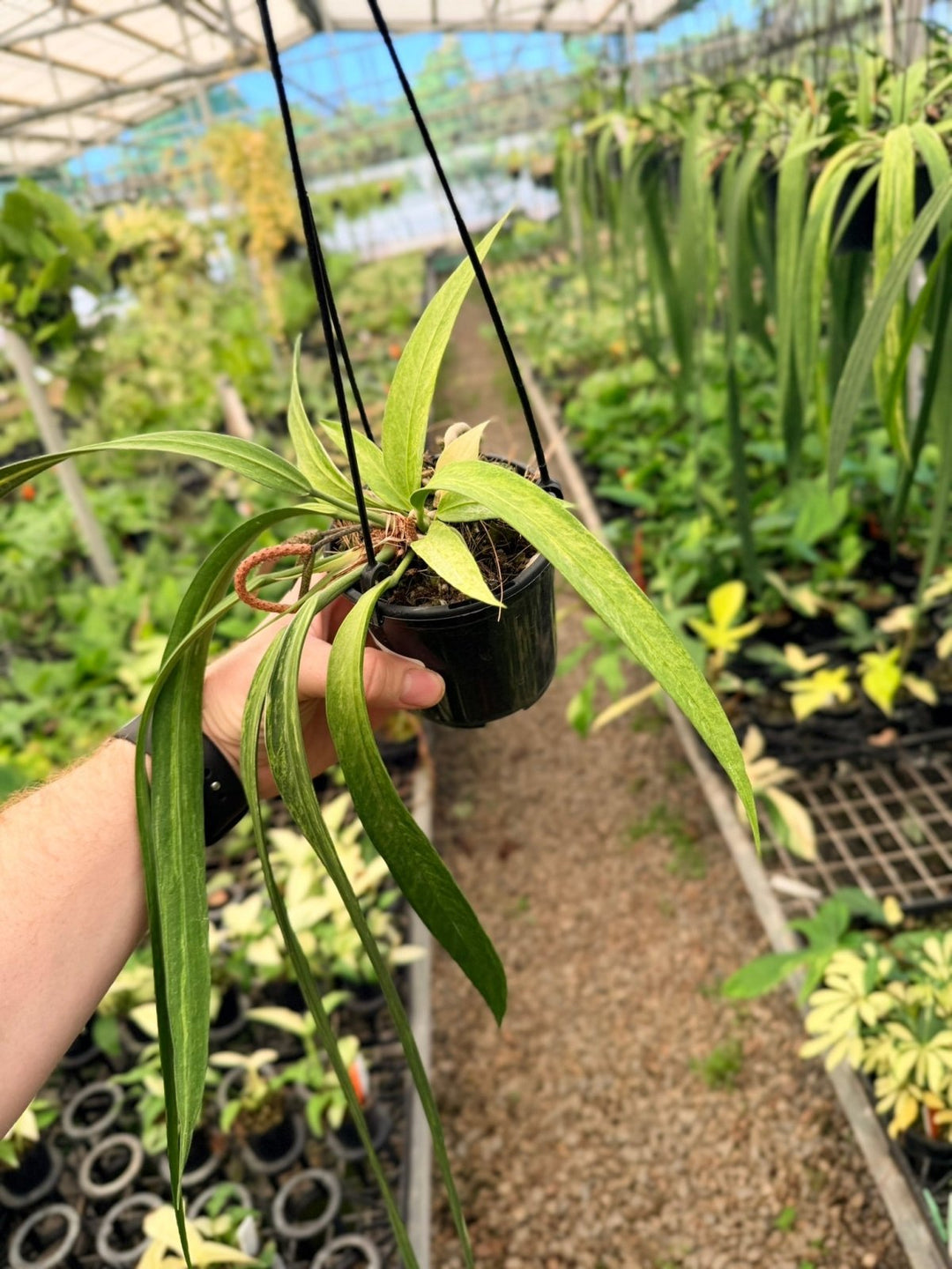Handpicked 196 - Anthurium Vittariifolium Variegata | Uprooted