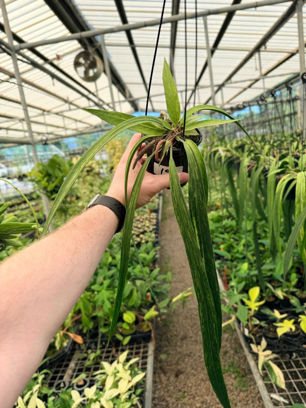 Handpicked 196 - Anthurium Vittariifolium Variegata | Uprooted