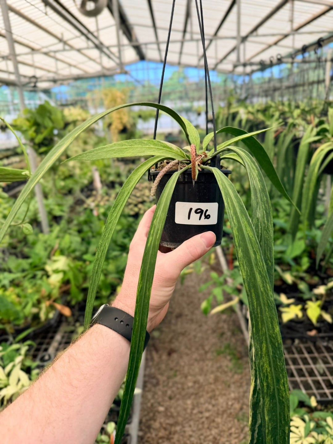 Handpicked 196 - Anthurium Vittariifolium Variegata | Uprooted