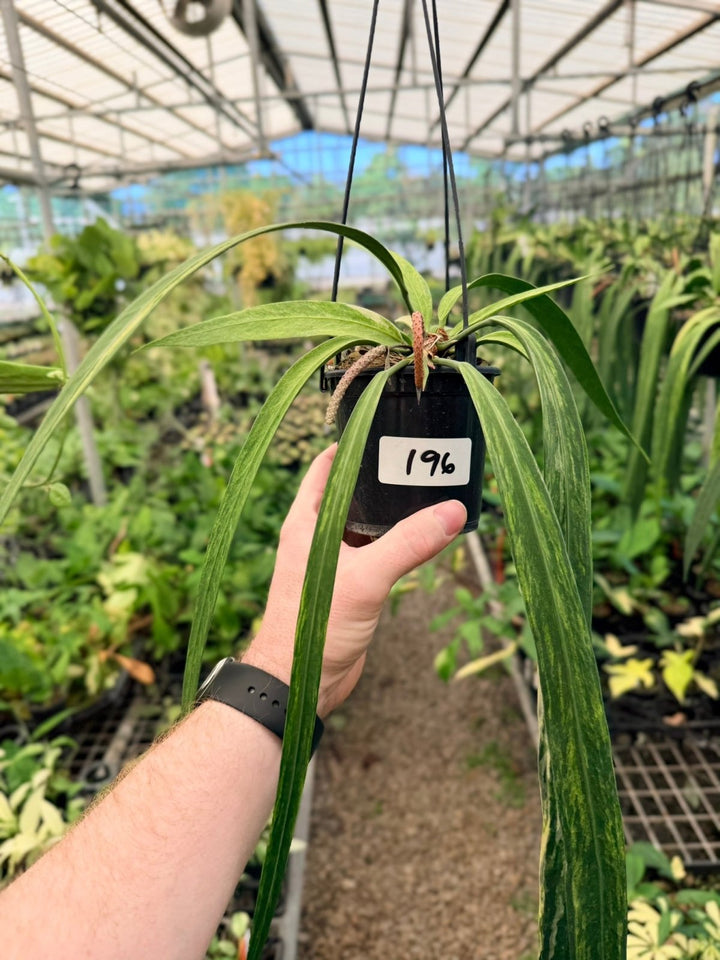 Handpicked 196 - Anthurium Vittariifolium Variegata | Uprooted