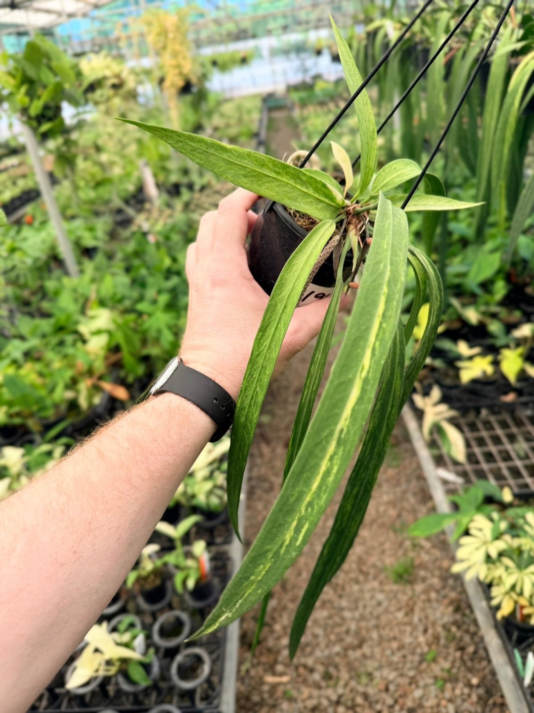 Handpicked 196 - Anthurium Vittariifolium Variegata | Uprooted