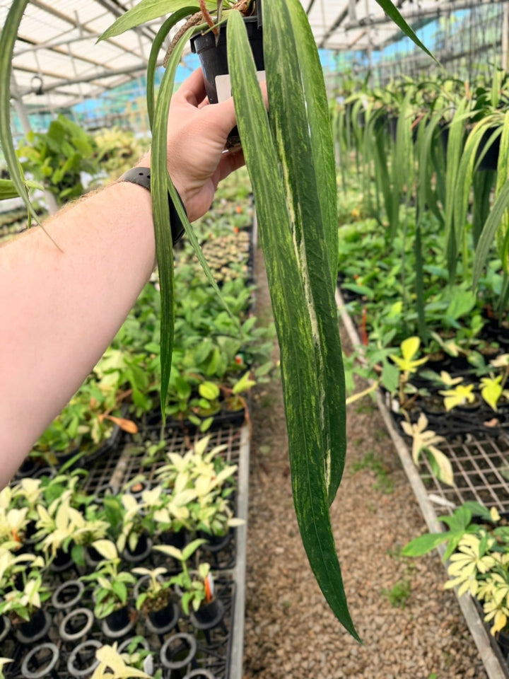 Handpicked 196 - Anthurium Vittariifolium Variegata | Uprooted