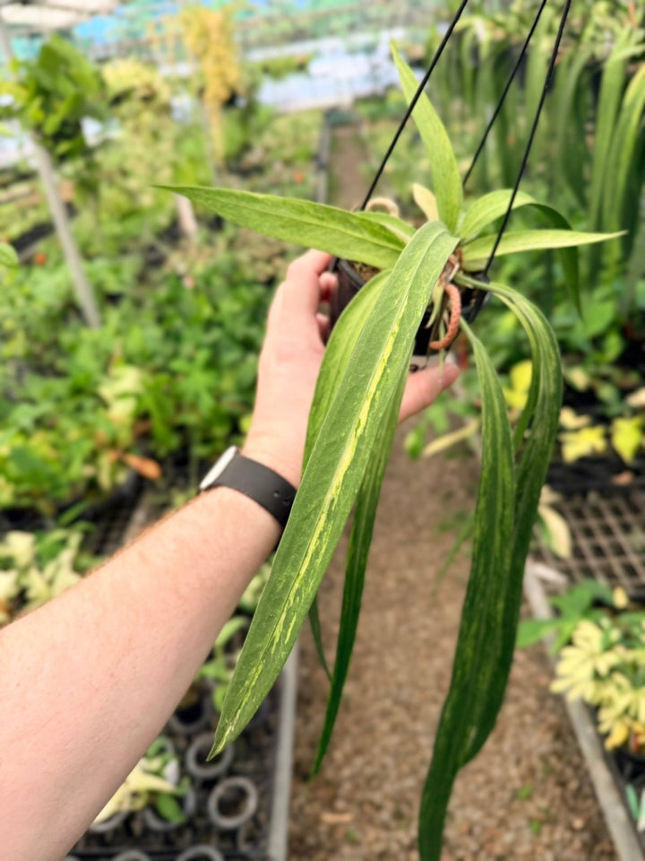 Handpicked 196 - Anthurium Vittariifolium Variegata | Uprooted