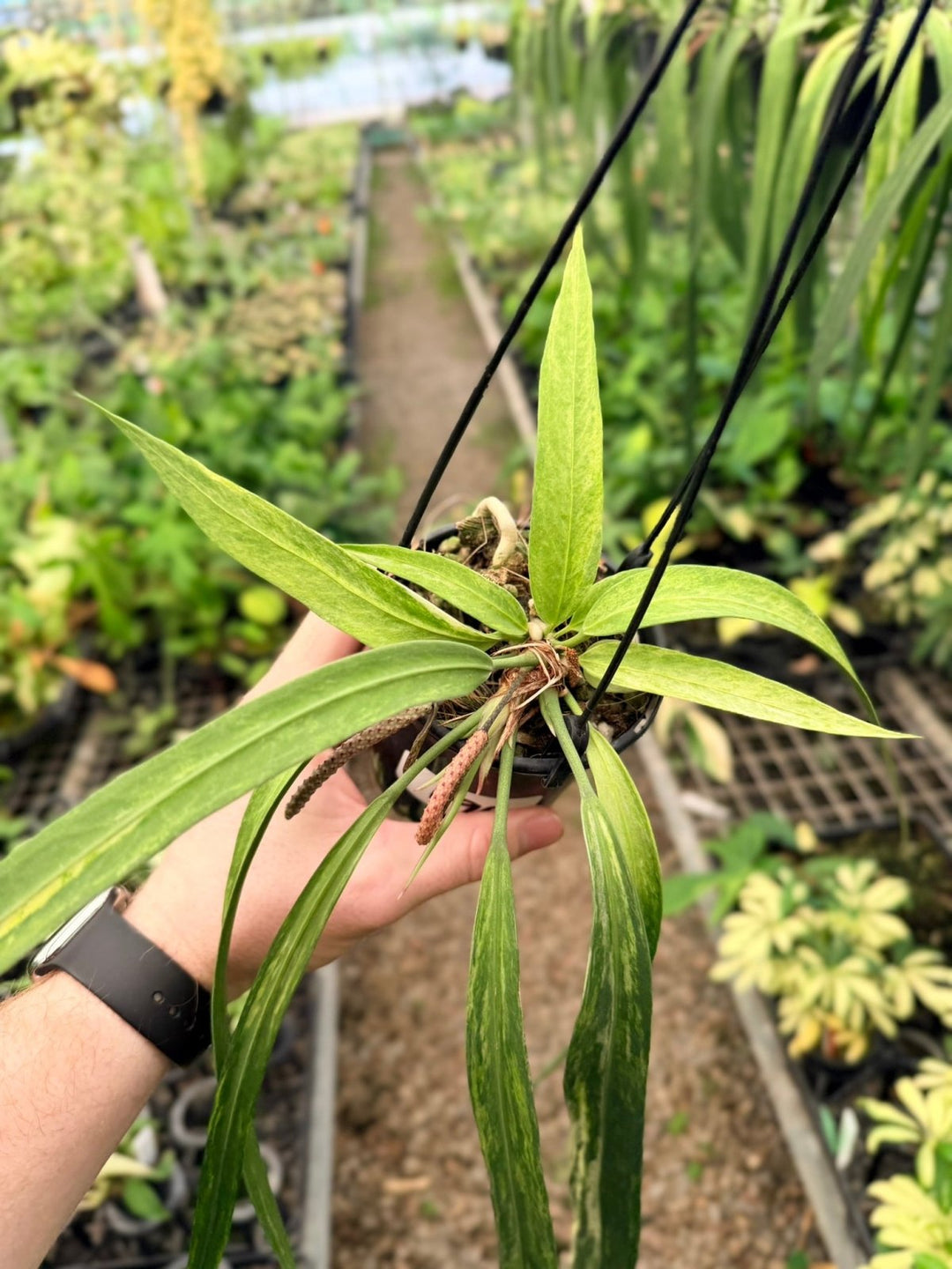 Handpicked 196 - Anthurium Vittariifolium Variegata | Uprooted