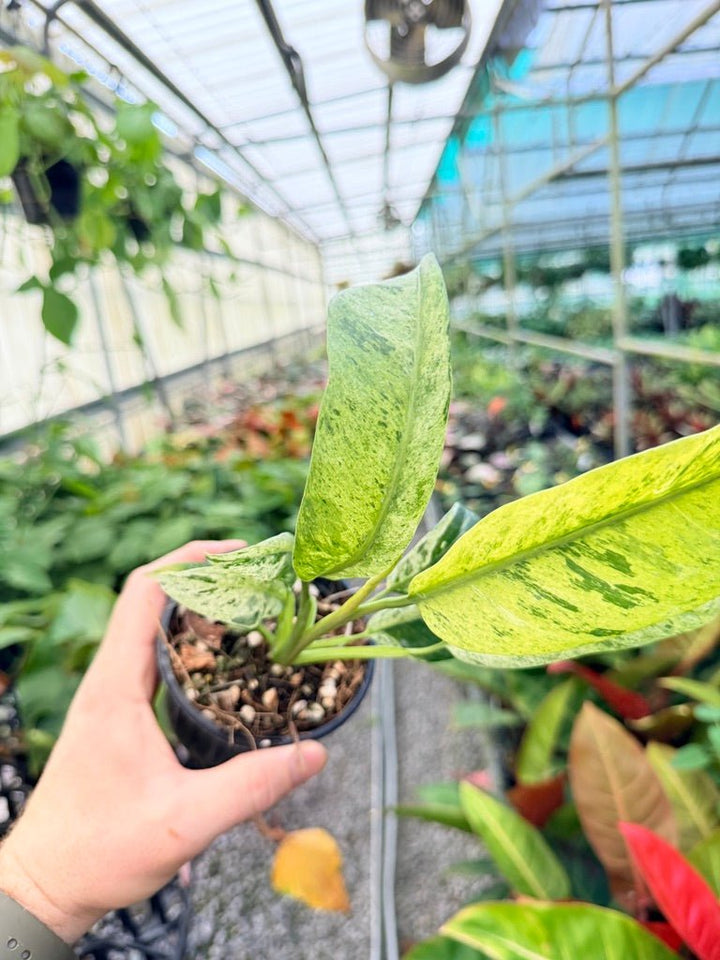 Handpicked 197 - Epipremnum Giganteum Variegata | Uprooted