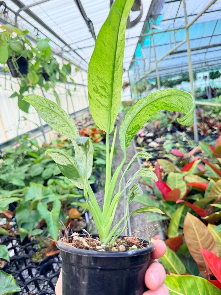 Handpicked 197 - Epipremnum Giganteum Variegata | Uprooted
