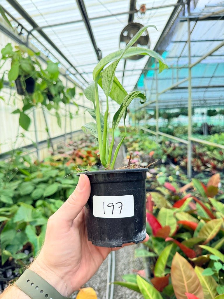 Handpicked 197 - Epipremnum Giganteum Variegata | Uprooted