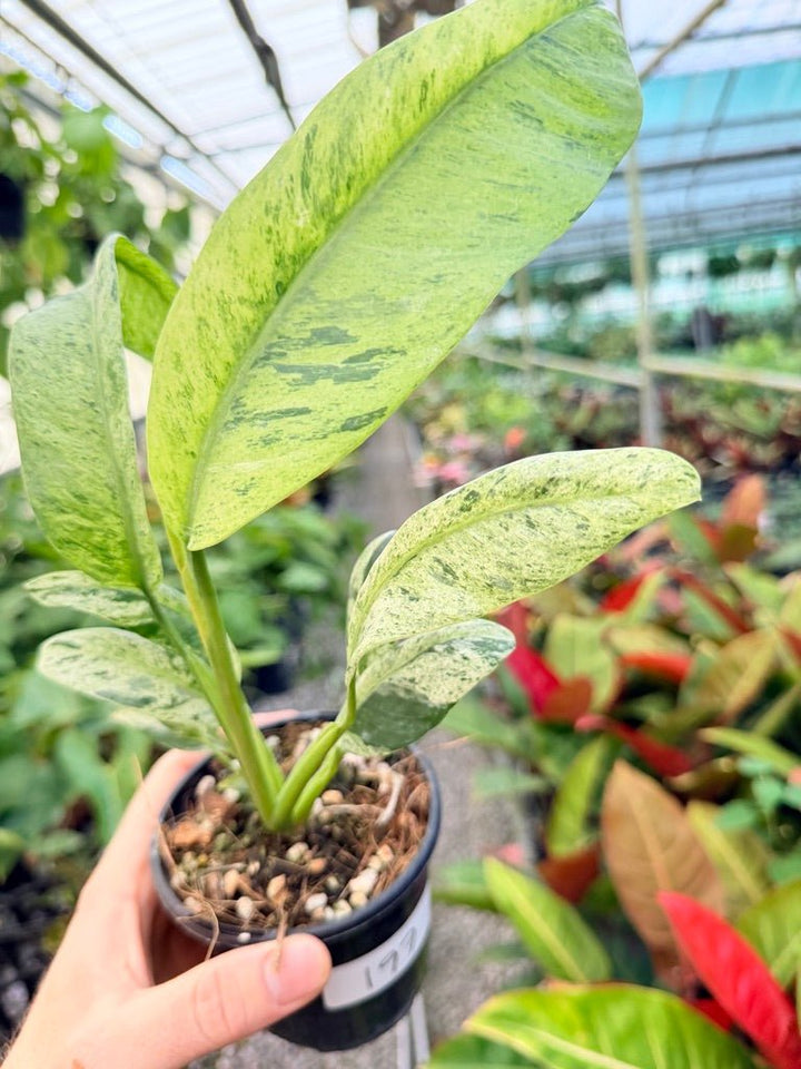 Handpicked 197 - Epipremnum Giganteum Variegata | Uprooted