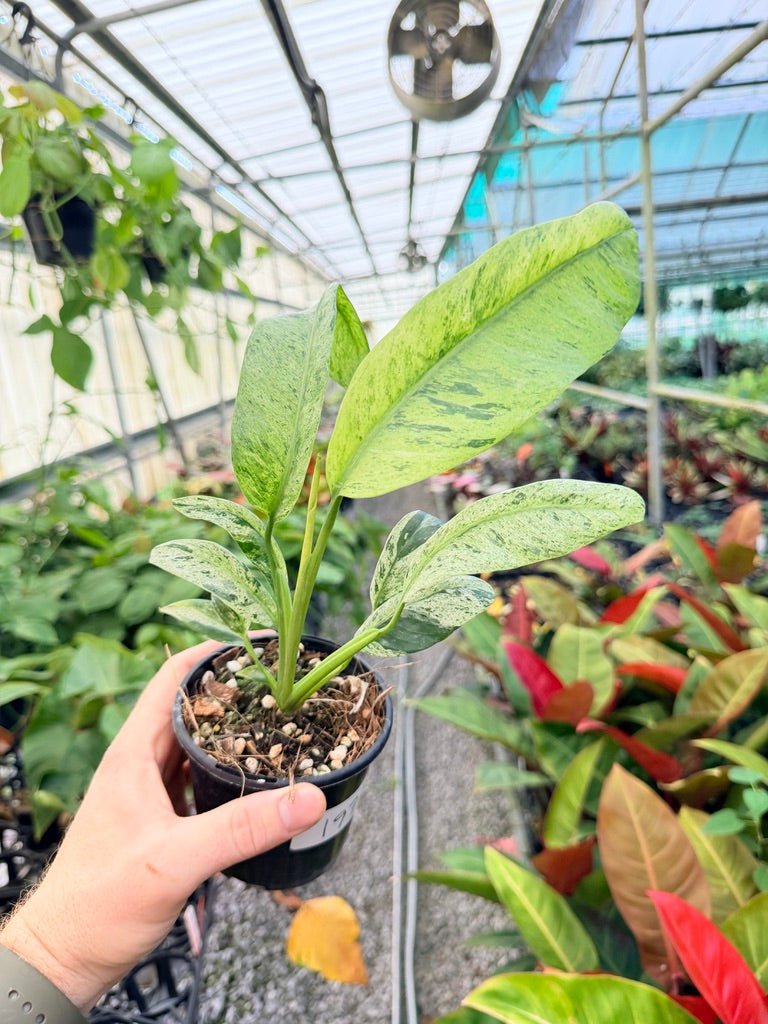 Handpicked 197 - Epipremnum Giganteum Variegata | Uprooted