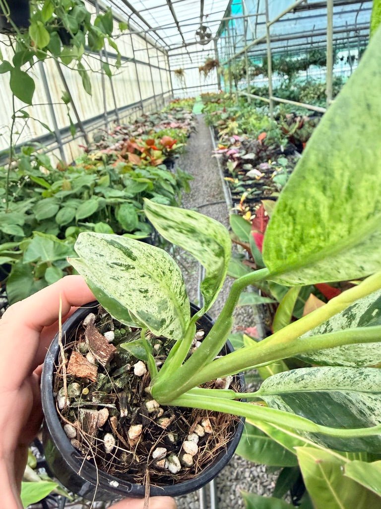 Handpicked 197 - Epipremnum Giganteum Variegata | Uprooted